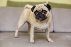 der mops ruht auf dem naturlichen parkett muder mopshund liegt auf dem boden draufsicht
