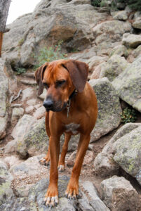 hund steht auf einem felsen