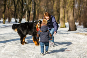 kleiner junge kommt zu einer frau die mit dem berner sennenhund spielt