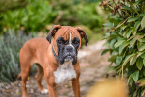 netter boxerhund der einem park steht