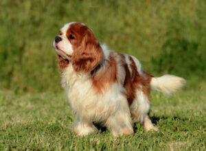 portrat eines entzuckenden braunen cavalier king charles hundes der auf dem gras steht