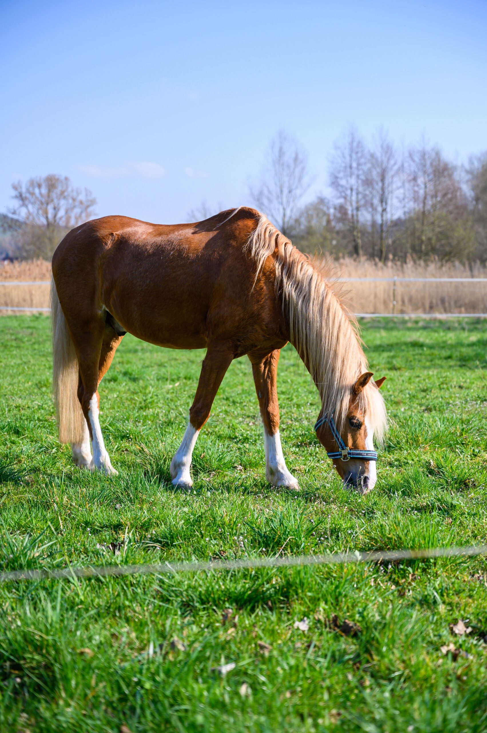Pferd auf einer Weide