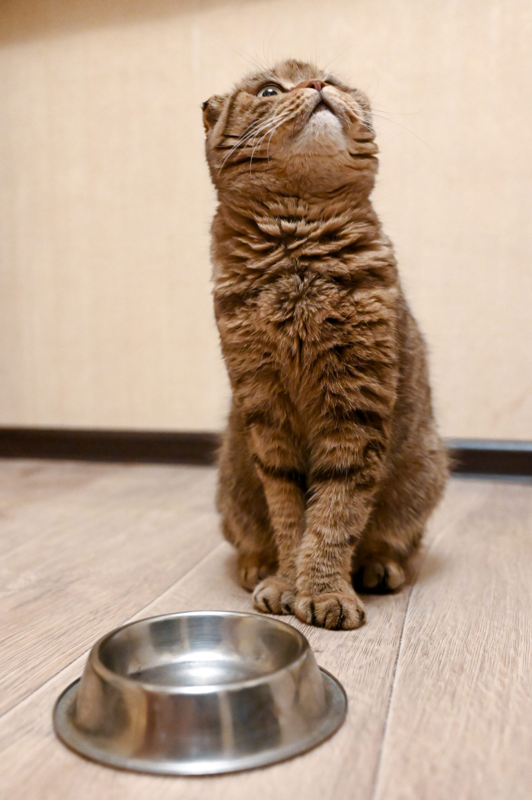 Katze neben ihrem Futternapf